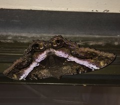 Ascalapha odorata