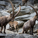 Alpine Ibex - Photo (c) Alessandro Moresi, some rights reserved (CC BY-NC)
