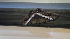 Ascalapha odorata