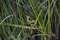 Sparganium erectum