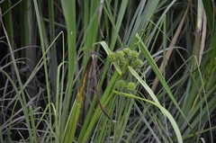 Sparganium erectum