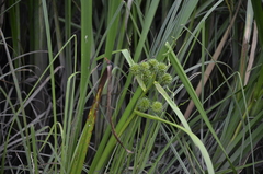 Sparganium erectum