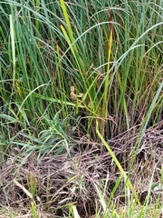 Sparganium erectum