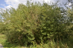 Salix viminalis