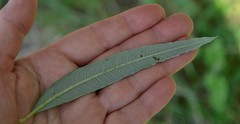 Salix viminalis