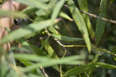 Salix viminalis