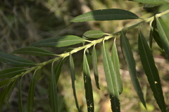 Salix viminalis