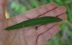 Salix viminalis