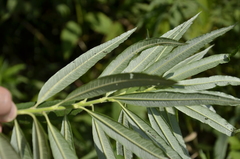 Salix viminalis