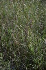 Phalaris arundinacea