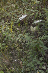 Daucus carota
