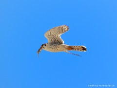 Falco sparverius