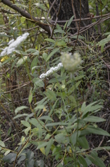 Daucus carota