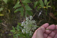 Daucus carota