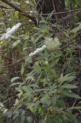 Daucus carota