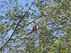Passer domesticus