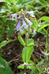Salvia lyrata image