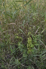 Scrophularia nodosa