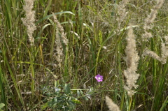 Calamagrostis epigejos