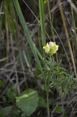 Linaria vulgaris