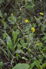 Pentanema britannica