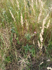 Calamagrostis epigejos