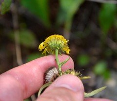 Pentanema britannica