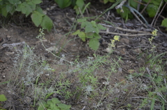 Galium verum