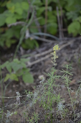 Galium verum