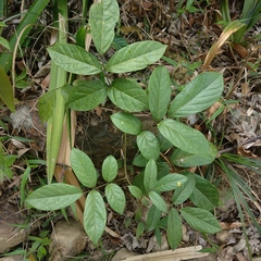 Callerya dielsiana