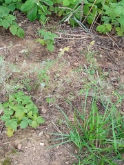 Galium verum