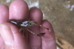 Macrobrachium leucodactylus