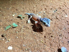 Nephrurus laevissimus