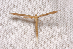 Stenoptilia pterodactyla