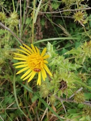 Berkheya bergiana