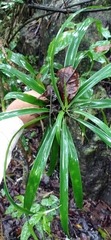 Dracaena americana