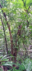 Dracaena americana