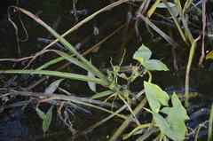 Sparganium erectum