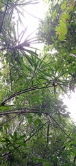 Dracaena americana