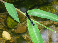 Heliocypha perforata