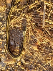 Thamnophis sirtalis annectens
