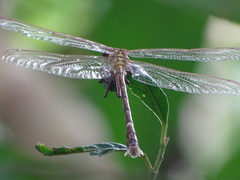 Heliogomphus scorpio