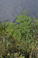 Robinia pseudoacacia