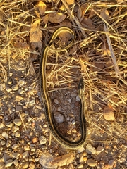 Thamnophis sirtalis annectens