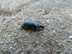 Melandrya caraboides