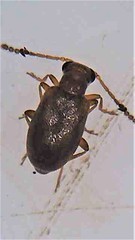 Zenascus roberti