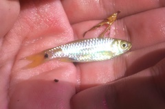 Rasbora elegans
