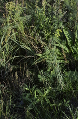 Euphorbia virgata