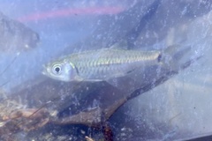 Rasbora elegans