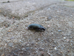 Melandrya caraboides
